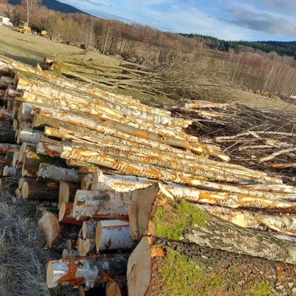 Madera de tronco de abedul – carga completa por camión de 50 metros cúbicos – certificado PEFC