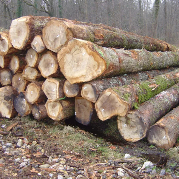 Madera de tronco de fresno – carga completa de camión de 50 metros cúbicos – certificado PEFC